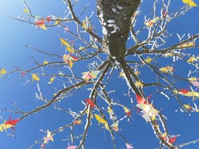 Kranichbaum